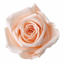 Фитопанель - Стабилизированная роза - цвет персиковый для изготовления фитостен и фитопанелей - заказать в ООО ГРИН ТРИ  с доставкой по России - 8(800)500-35-57