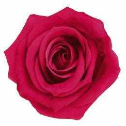 Фитопанель - Стабилизированная роза - цвет насыщенный розовый для изготовления фитостен и фитопанелей - заказать в ООО ГРИН ТРИ  с доставкой по России - 8(800)500-35-57