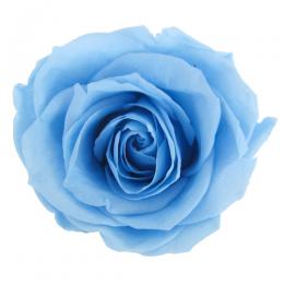 Фитопанель - Стабилизированная роза - цвет голубой для изготовления фитостен и фитопанелей - заказать в ООО ГРИН ТРИ  с доставкой по России - 8(800)500-35-57