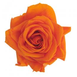 Фитопанель - Стабилизированная роза - цвет оранжевый для изготовления фитостен и фитопанелей - заказать в ООО ГРИН ТРИ  с доставкой по России - 8(800)500-35-57