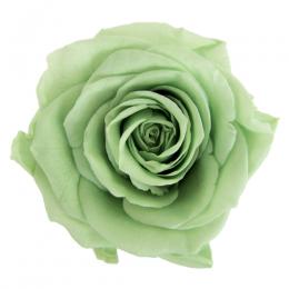 Фитопанель - Стабилизированная роза - цвет зеленый для изготовления фитостен и фитопанелей - заказать в ООО ГРИН ТРИ  с доставкой по России - 8(800)500-35-57
