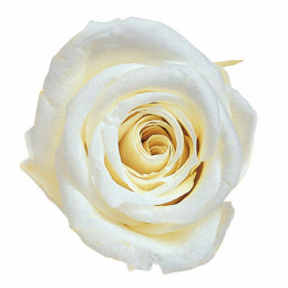 Фитопанель - Стабилизированная роза - цвет белый для изготовления фитостен и фитопанелей - заказать в ООО ГРИН ТРИ  с доставкой по России - 8(800)500-35-57